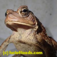 /home//u458753944/public_html/sourcegallery//Roxborough Toad Detour/2013-2019/2018/2018-03-29/P3290086.JPG